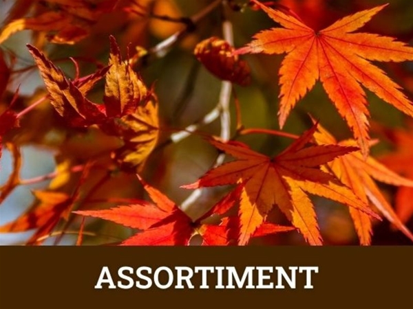 Herfst favorieten